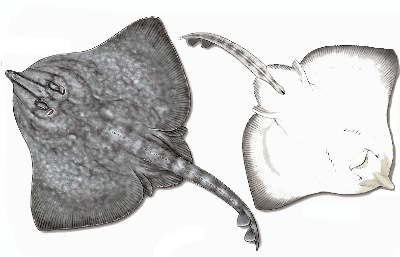 Rostroraja alba_013.jpg